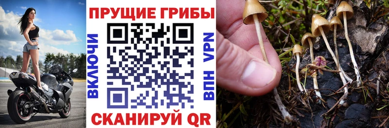 Галлюциногенные грибы Magic Shrooms  наркошоп  Красноуфимск 